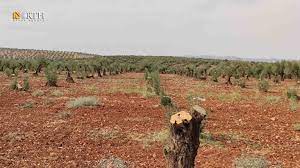 Another 130 olive trees cut down by Turkish-backed militants in Cûqê and Stêr villages