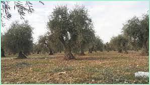 Pro-Turkey 'Suqur Al-Shamal' militia harvest 17,000 unripe olive trees crop in Bulbul sub-district