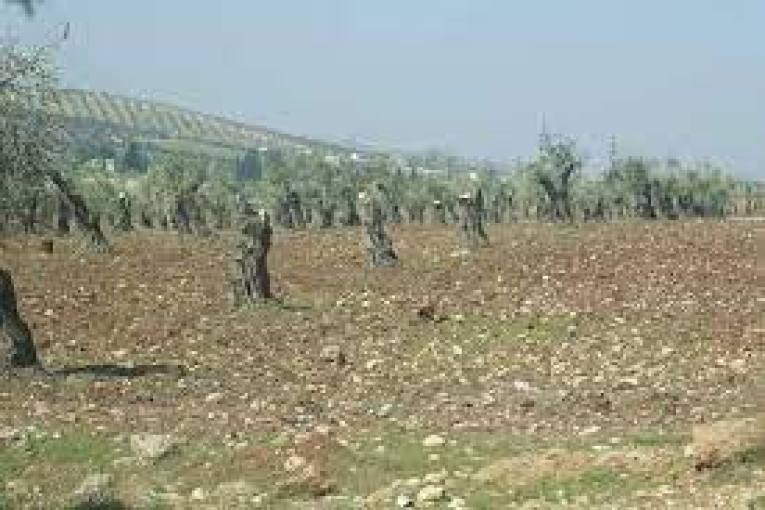 Turkish-backed militias cut down 200 olive trees in Afrin