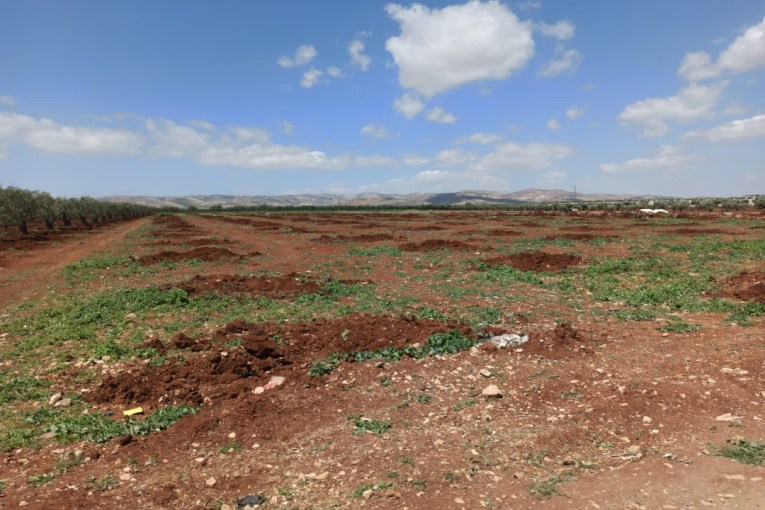 75 olive trees uprooted in Za’are village, Afrin