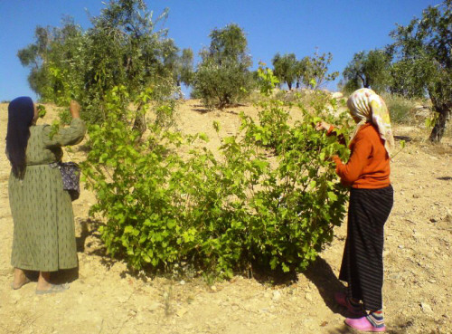 Grape leaves theft and  overgrazing by militia-backed IDPs in Bulbul, Afrin