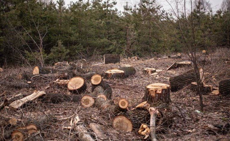 Pro-Turkey gunmen cut down 35 olive trees of Kurdish citizen in Afrin