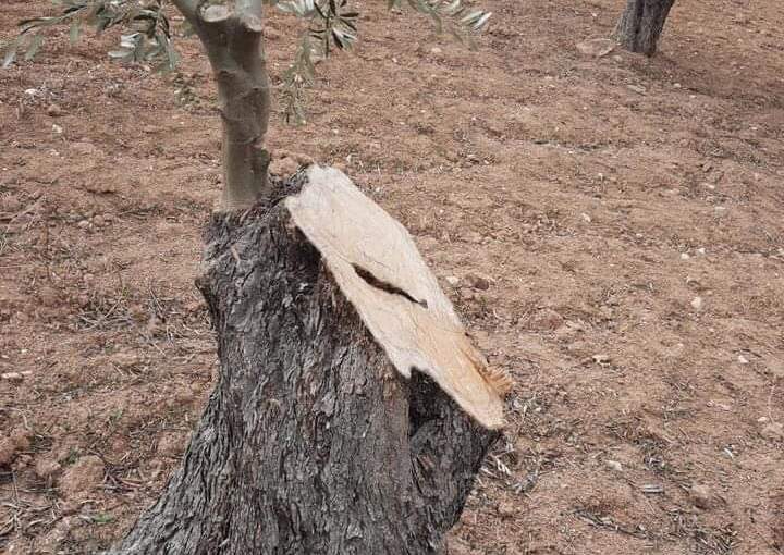 Pro-Turkey gunmen fighting over firewood profits in Afrin