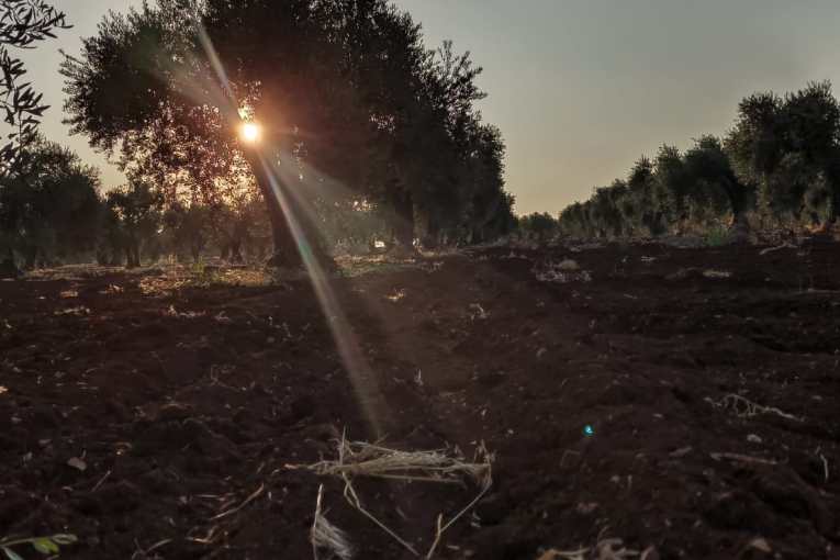 “Sultan Murad” militiaman uproots a forest and planting it for himself