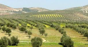 Ongoing thefts of olive crop in Afrin countryside