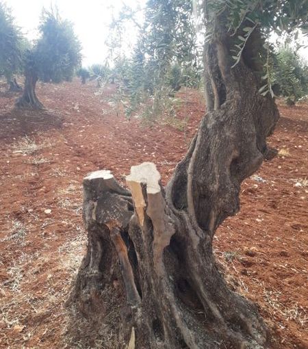 In Photos: “Malekshah” militants log 80 trees at gunpoint in Afrin countryside