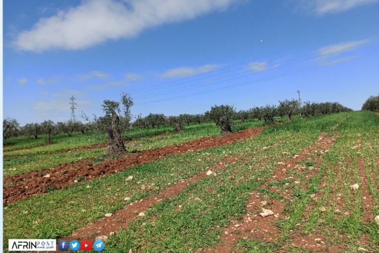 Ongoing logging trees with crossing fee imposed by Turkish-backed checkpoints