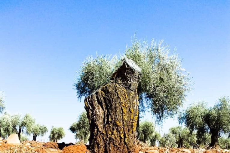 “Sultan Murad” militants logged 70 olive trees in Qastal Kishk, Afrin