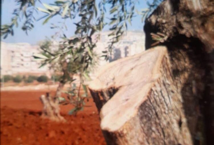 Ongoing illegal logging and sale of seized properties in Afrin