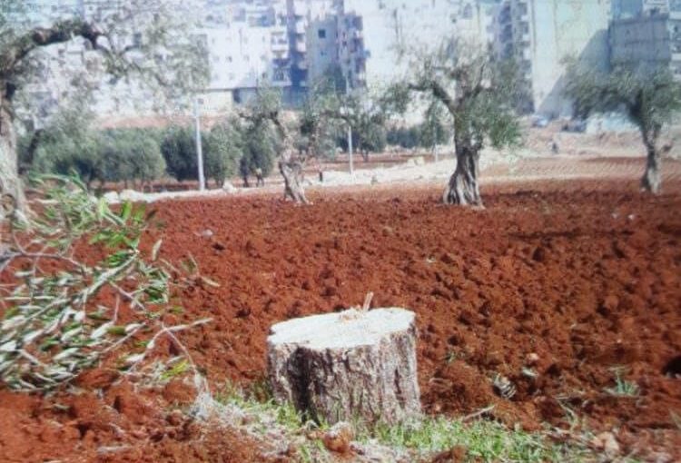 “Ahrar al-Sharqiya” cut down 37 olive trees in Qastal Kishk and Khalnereh, Afrin