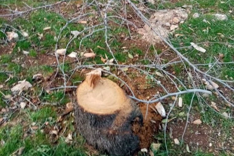 Faylaq Al-Sham militants cut down 80 olive trees and 8 almond trees in Barad village, Afrin