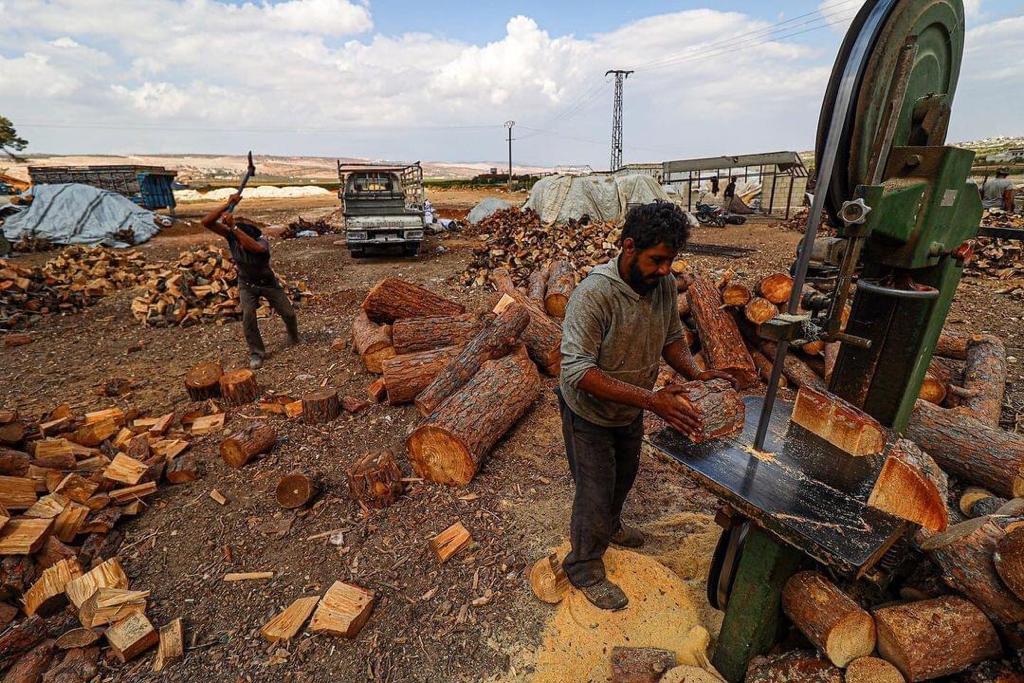 Pro-Turkey “Al-Hamzat” militants cut down more than 435 olive trees in Afrin