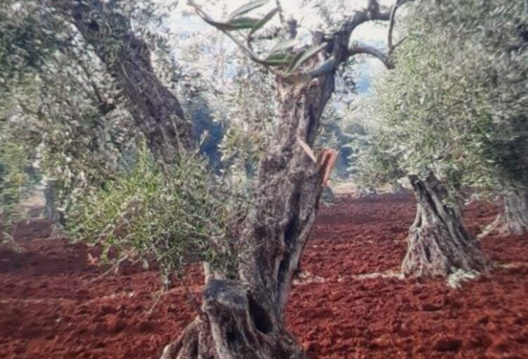 Pro-Turkey gunmen and IDPs cut down 75 olive trees in Afrin countryside