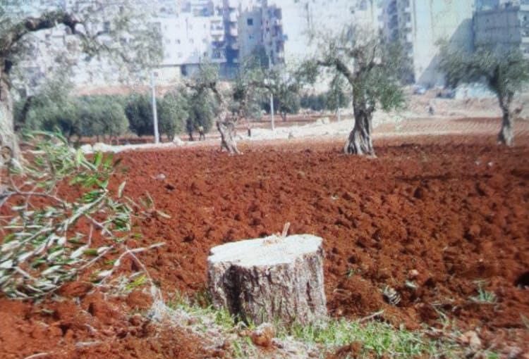 Pro-Turkish gunmen cut olive trees and Steal motorcycles in Afrin