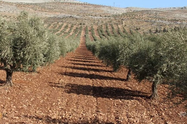 Pro-Turkey Militias Cut Down 500 Olive Trees to Establish New Settlement in Jindires