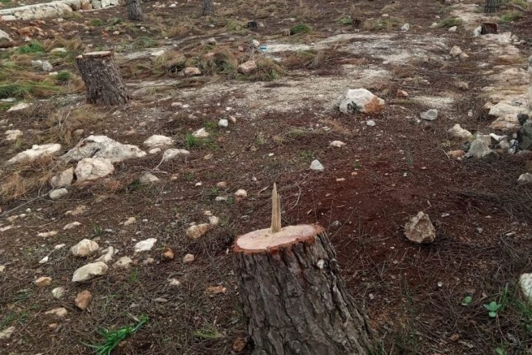 Al-Hamza Division Uproots 100 Olive Trees in Afrin Countryside