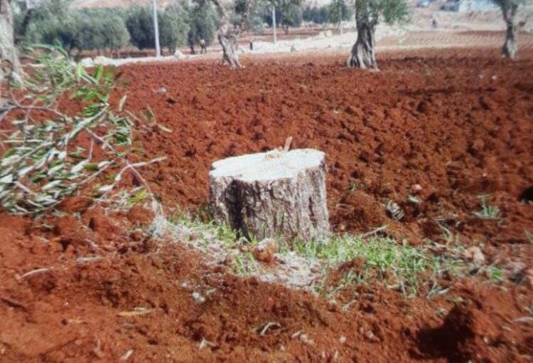 Turkish-Backed Militants Destroy 35 Olive Trees in Afrin, Despite Owner's Presence