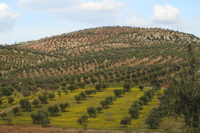 Armed Militants Plunder Crops of Kurdish Farmers in Afrin