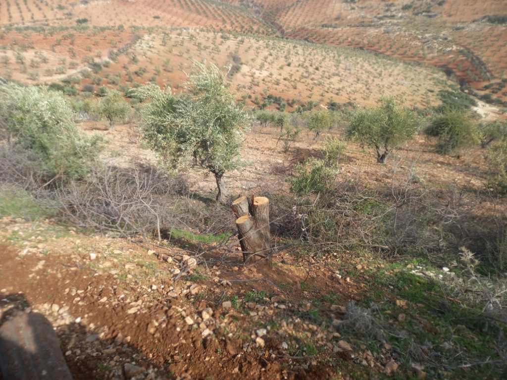 Al-Hamza militia cuts down olive trees in Syria's Afrin, footage shows