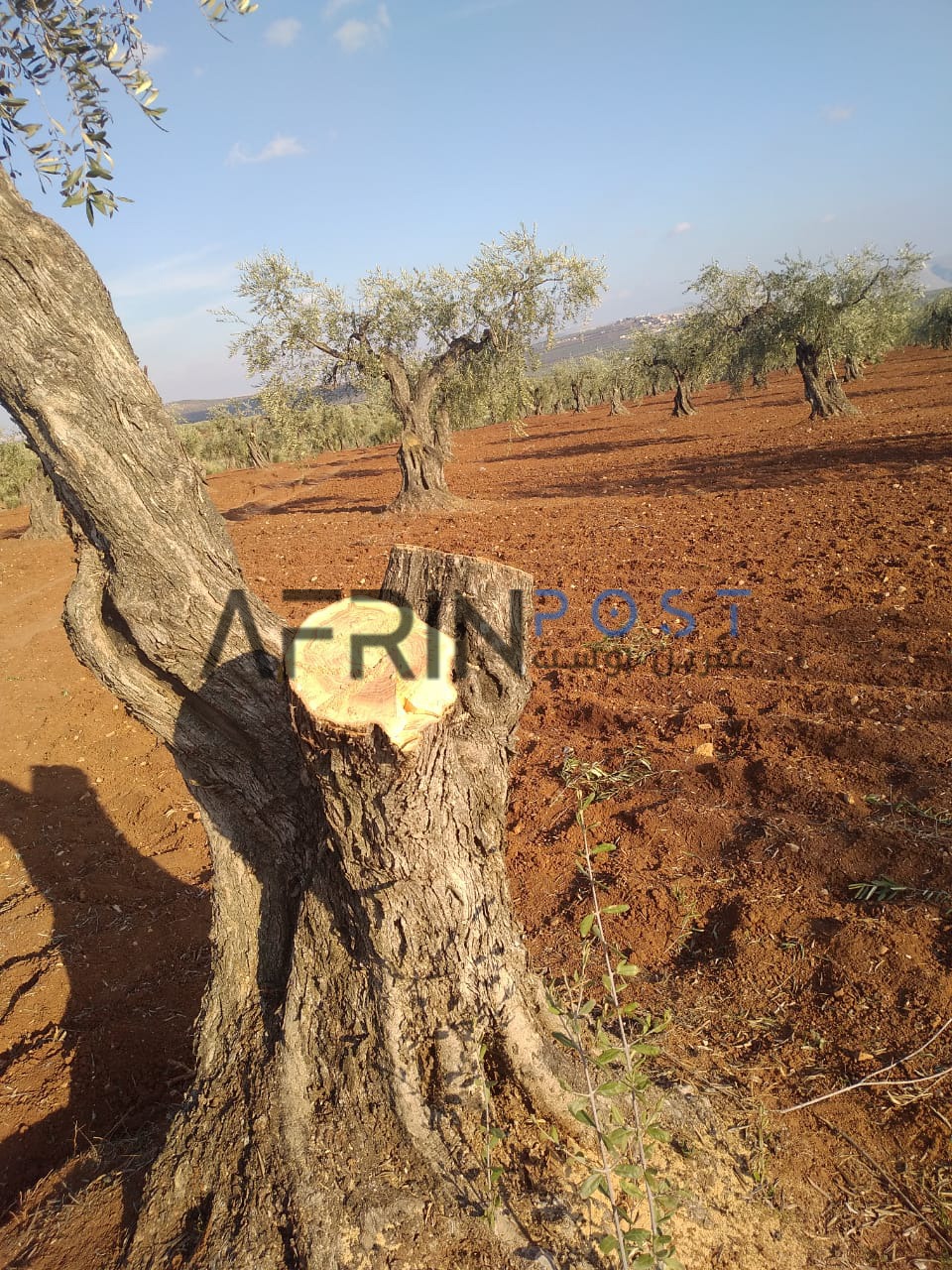 Hamzat Militia Cuts Down Olive Trees for Profit in   Faqira village