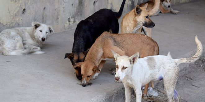 3 IDPs hurt in camp food fight; Military police nab dog meat seller in Afrin