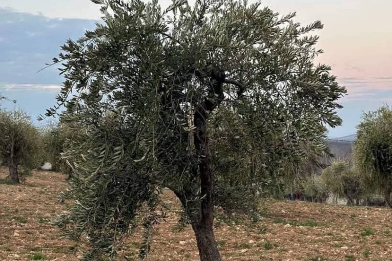 Turkish-backed Militias Cut Down Olive Trees in  Afrin