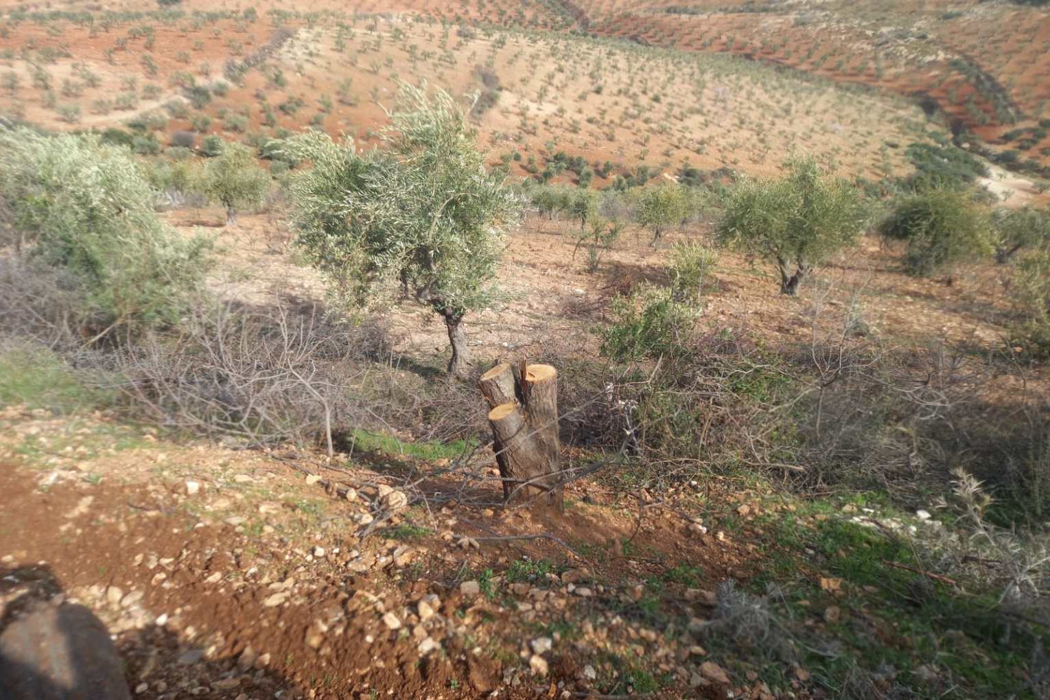 Turkish-backed Militants Cut Trees of Kurdish Citizens in Afrin