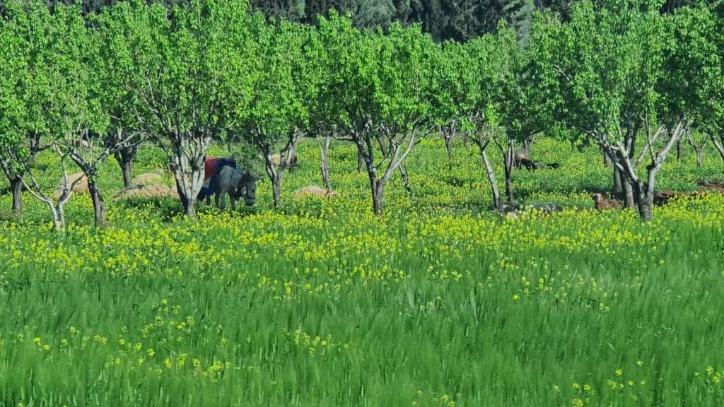 Militant prevents villagers from cultivating lands in Afrin, uses for own sheep grazing