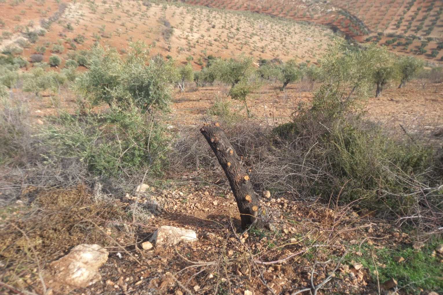 Armed Members Cut 16 Olive Trees after Looting in Afrin