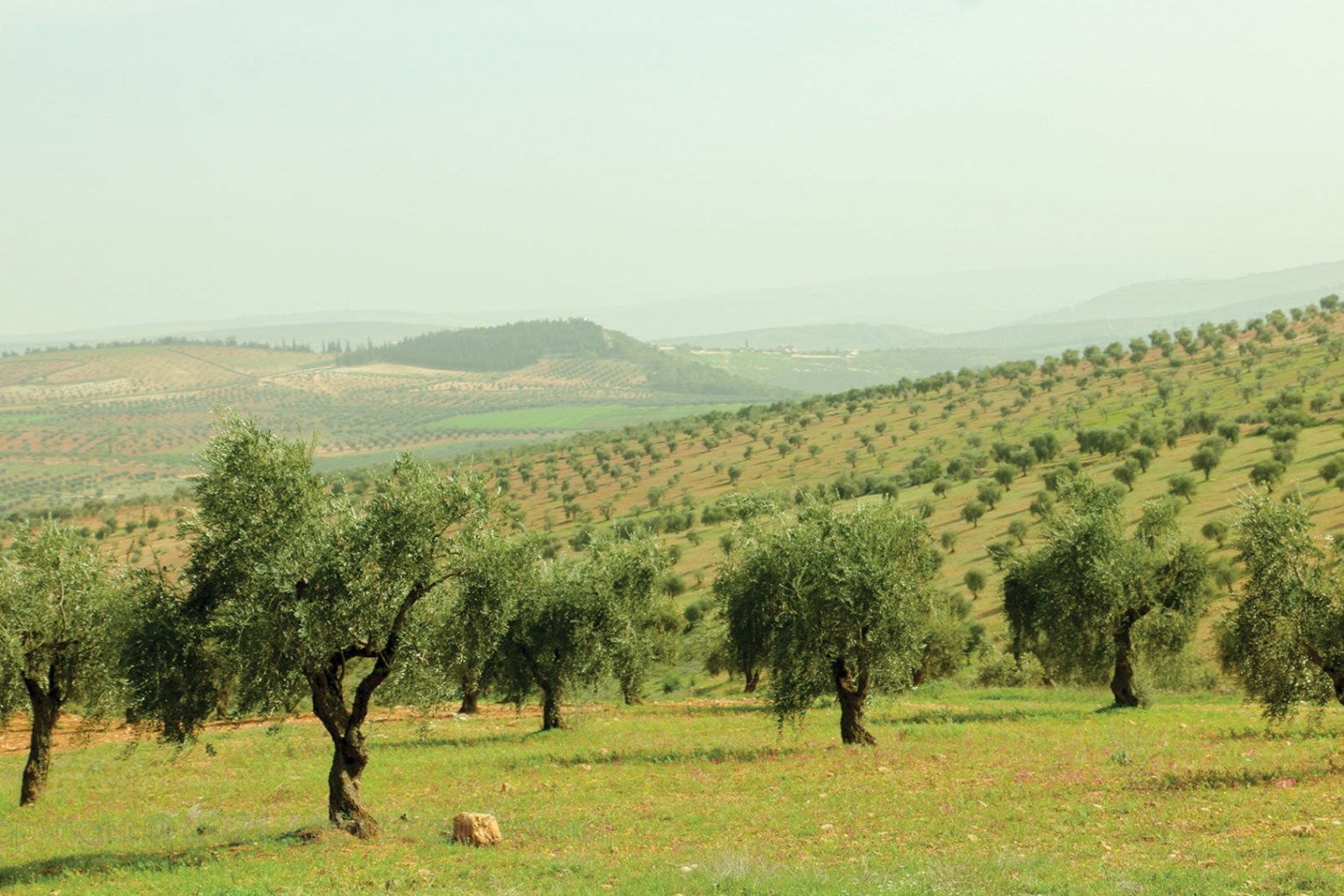 Turkish-backed Militias Threaten Kurds before Olive Harvest in Afrin