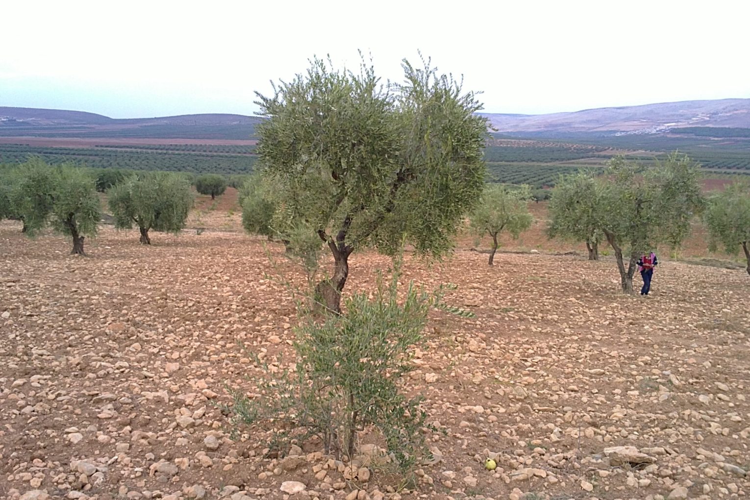 Al-Hamza Militias Imposes Olive Harvesting Fees in Afrin