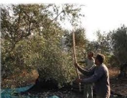 Afrin Residents Resist Militias' Attempt to Impose Olive Harvest Taxes