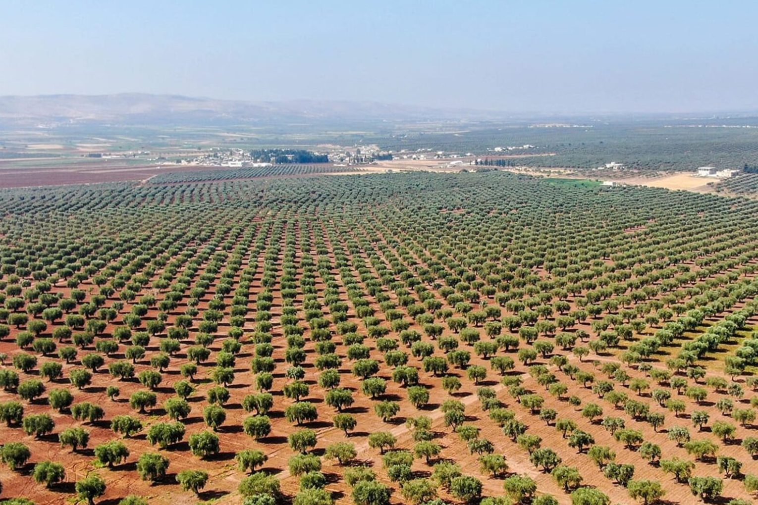 Turkish-affiliated Militia Ramp Up Plunder and Tree Cutting Tactics in Afrin