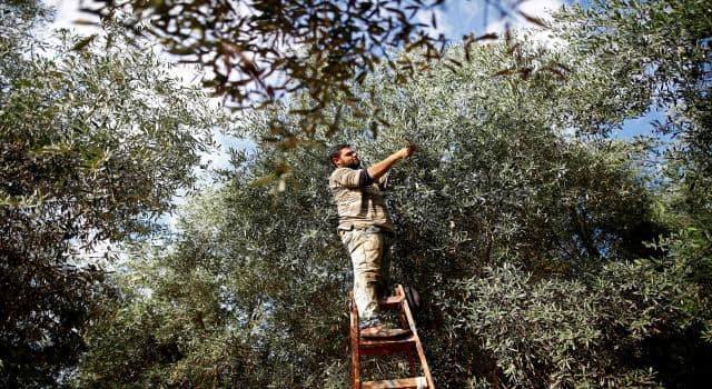 Turkish-affiliated Militias in Afrin Imposing Olive Harvest Restrictions and Looting