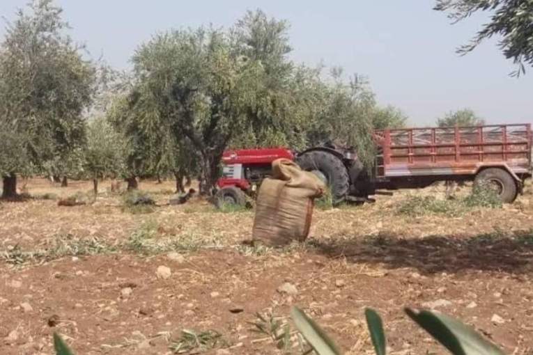 Continued Taxation Challenges Olive Season Conclusion in Afrin