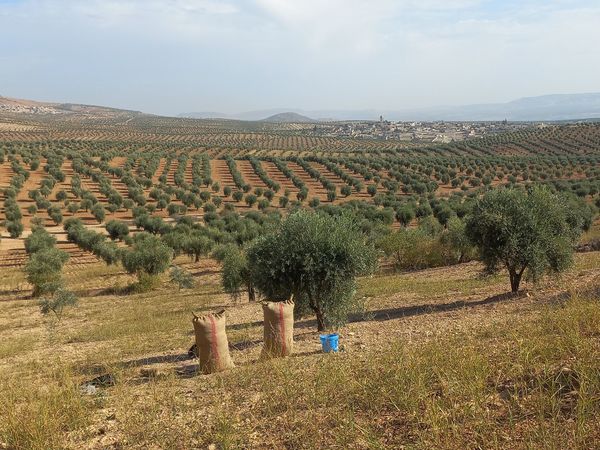 Militia-Backed IDPs Loot Olive Fields Under Watchful Eyes of Helpless Owners in Afrin