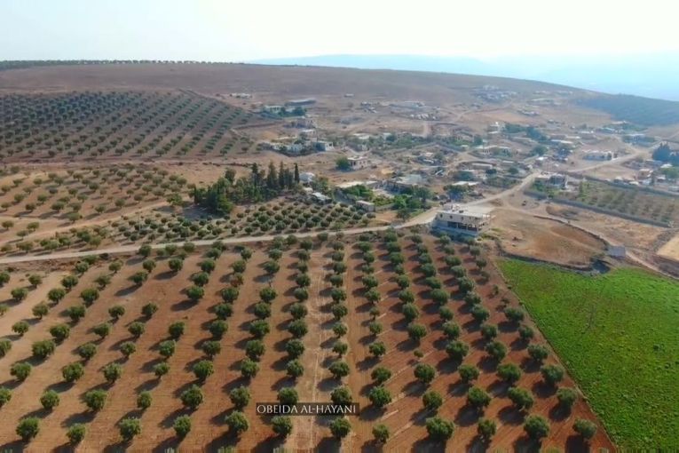 Turkish-Backed Militias Continue Olive Theft in Afrin, Ignoring Civilian Complaints