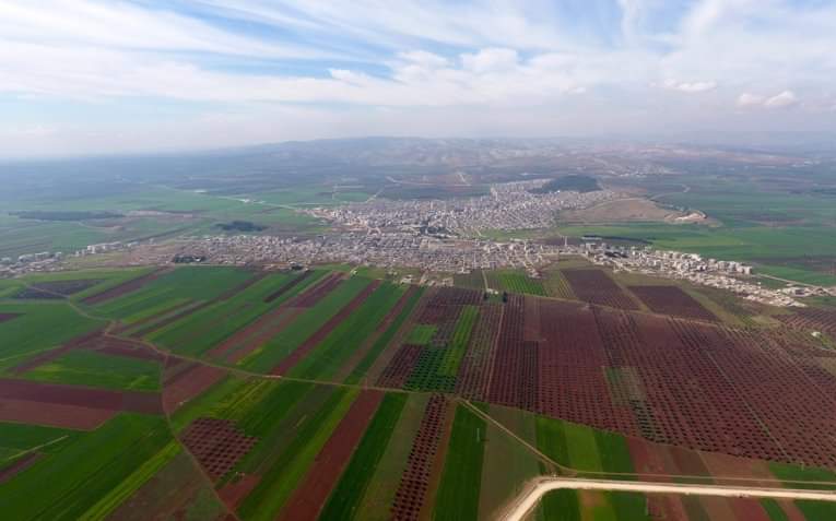 Turkish-Backed Militias Looting and Destroying Olive Trees in Afrin Region