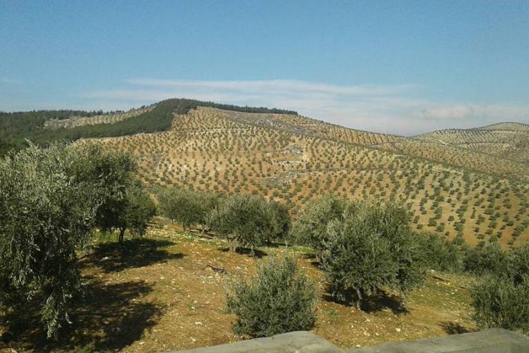 Pro-Turkey Militias Rampantly Target Olive Trees and Homes in Afrin