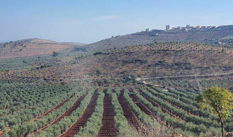 SNA Militia Rampage Continues as 45 Olive Trees Brutally Cut in Daylight Raid