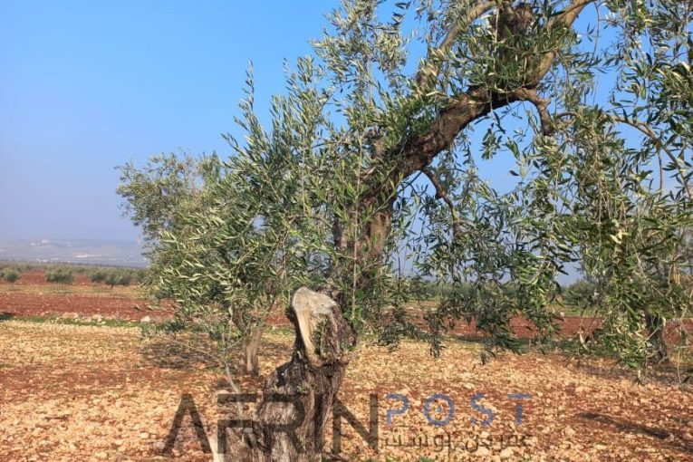 Turkish-Backed Militias Continue Systematic Olive Tree Destruction in Afrin