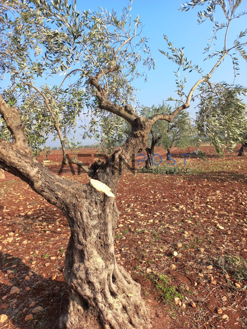 Pro-Turkey Groups Continue Systematic Attacks on Olive Trees in Afrin, Syria