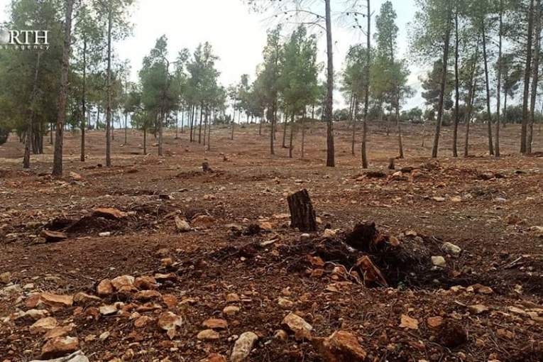 Environmental Crisis Unfolding in Occupied Afrin as Militias Ramp Up Olive Grove Devastation