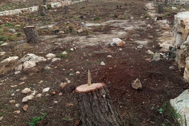 Militants Cut Down Trees, Violating Kurdish Properties in Afrin