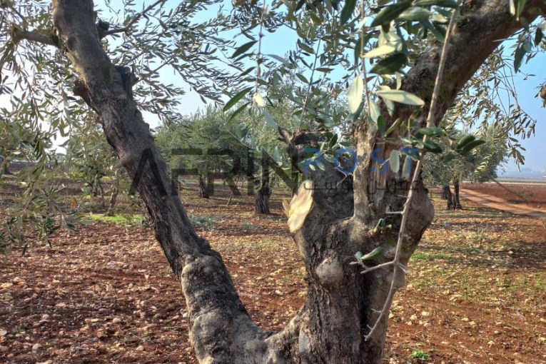 Militia's Rampant Destruction: 40 Olive Trees Severed Near Jindires