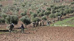 Militias in Afrin Continue Property Seizures and Destruction of Olive Groves