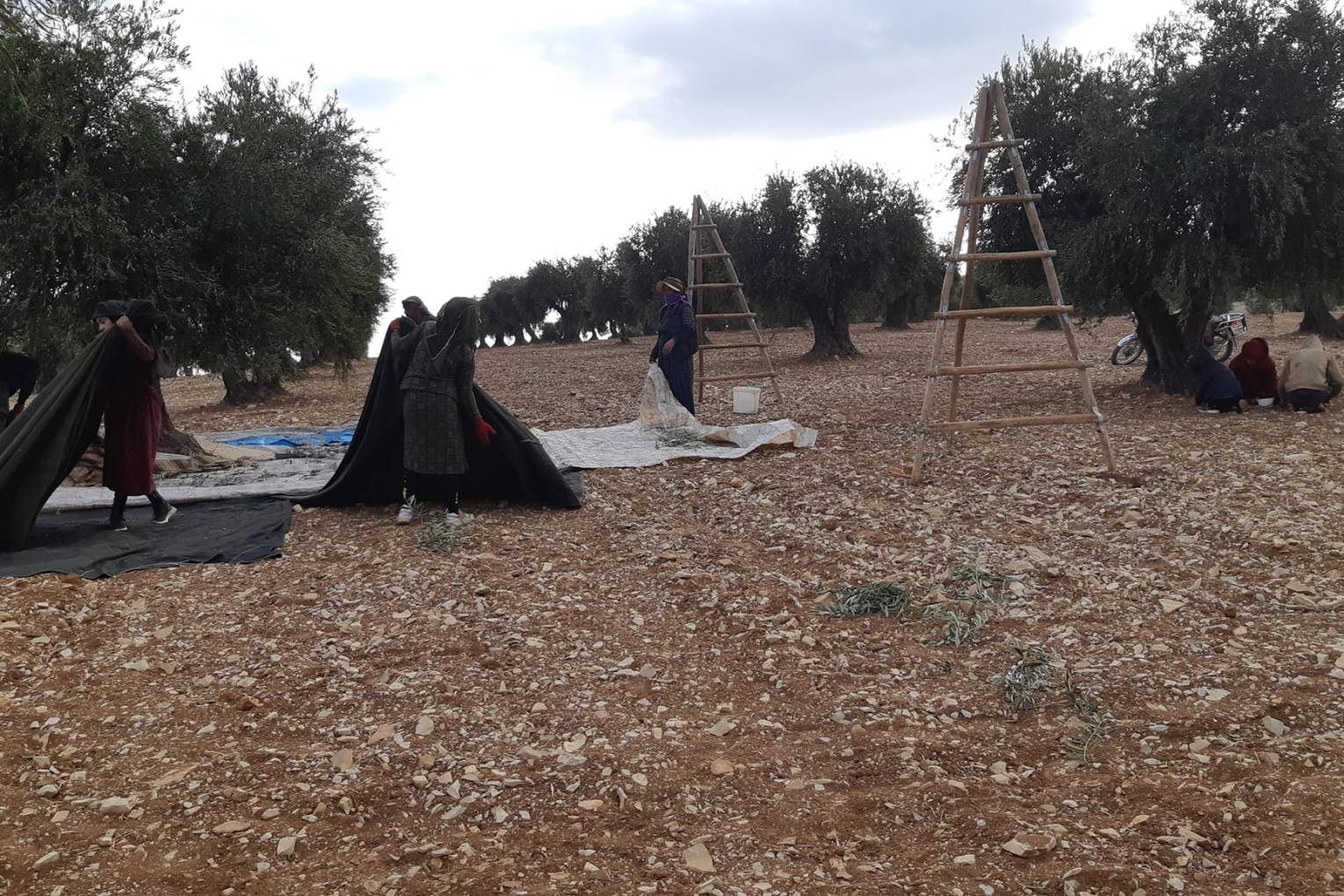 Militias Impose Heavy Levies on Olive Farmers in Afrin