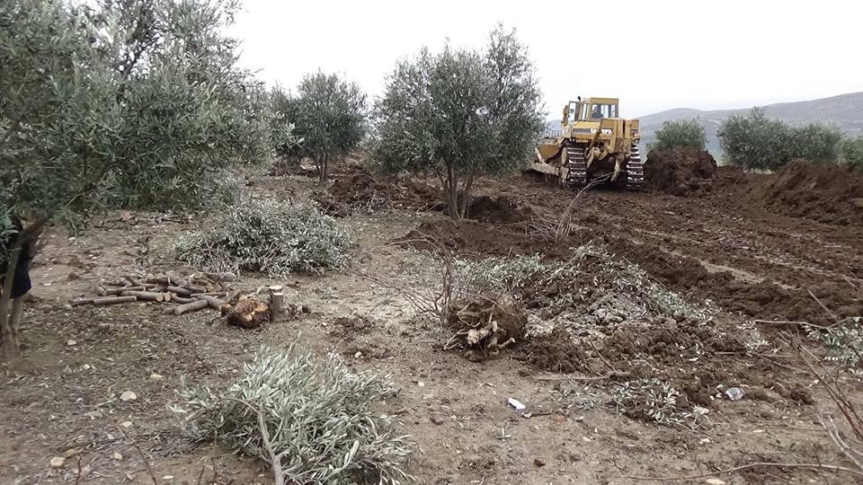 بحجة تشييد قاعدة عسكرية قرب مفرق اعزاز.. الاحتلال التركي يقتلع 370 شجرة زيتون لـلعفرينيين!