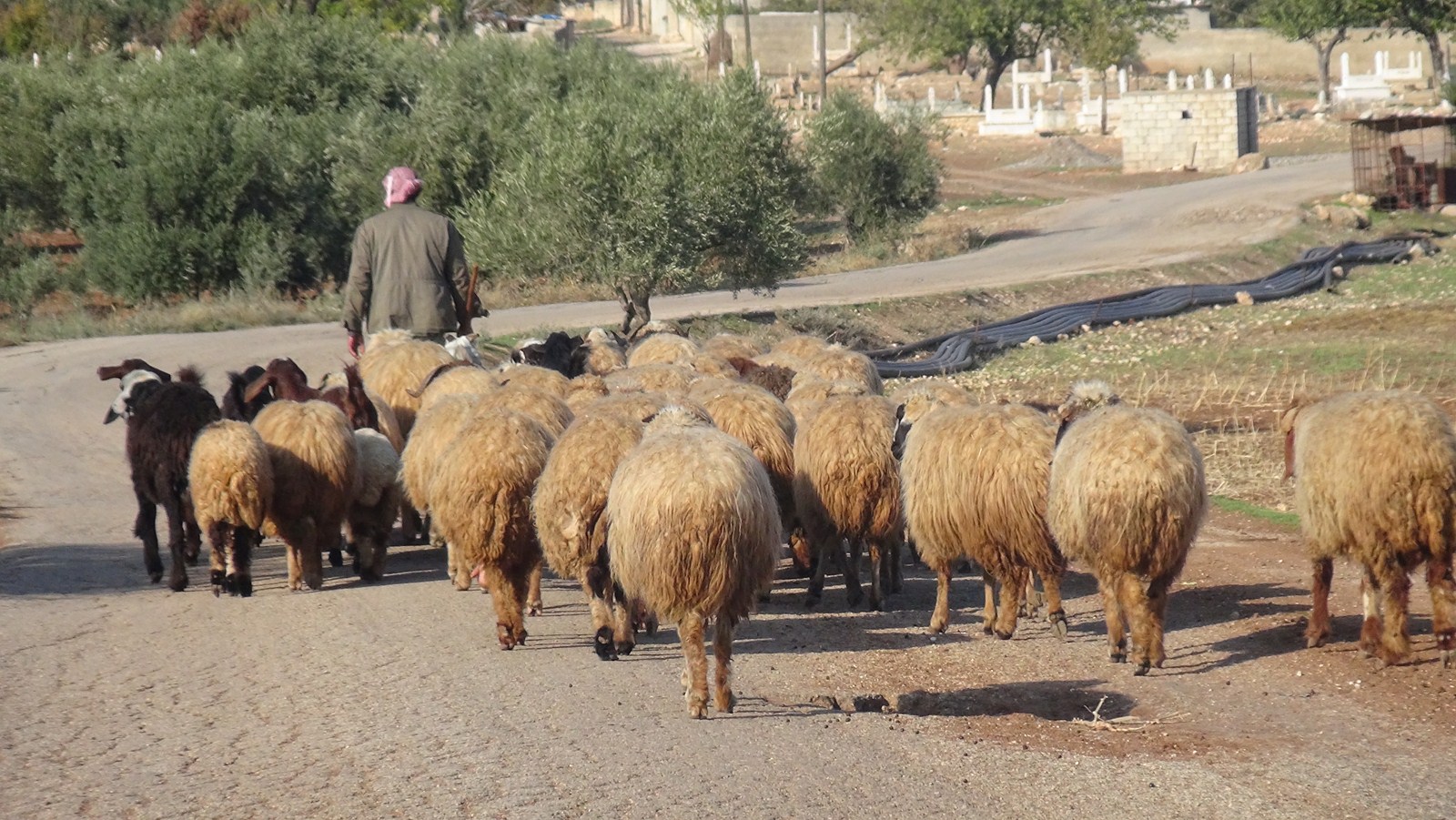 الرُعاة المُستوطنون يواصلون اعتداءاتهم.. وآخر ضحاياهم مُواطن كُردي وطفليه بقرية تابعة لــ 