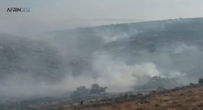 المليشيات الإسلامية تحرق أكثر من 3000 شجرة في شيراوا.. وتقطع 300 في موباتا